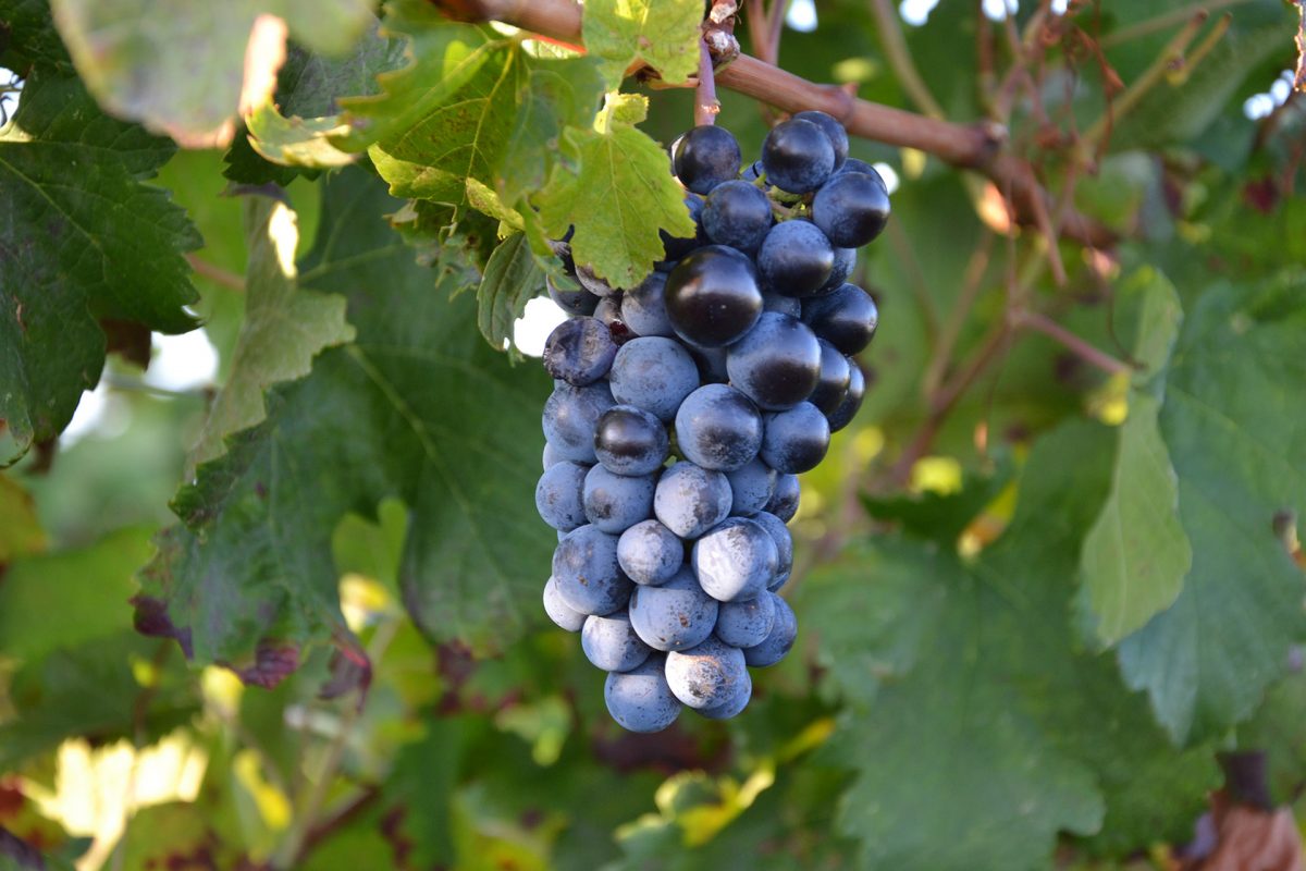 Catabbo Grapes on a vine